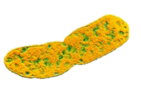 Klebsiella 0