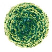 Norovirus