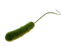 Pseudomonas2.jpg