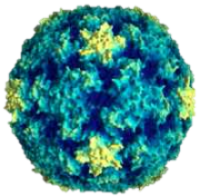 Rhinovirus