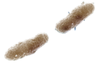 whooping cough bacteria shape