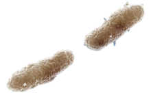 Whoopingcough
