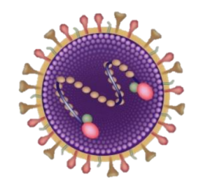 Respiratory Syncytial Virus (RSV) - Diversey