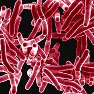 Mycobacterium Tuberculosis